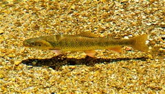Cutthroat trout are a Wind River fly fishing highlight.