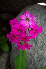 Parry's primrose, boulder nooks of the Winds.