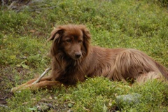 Camp dog Ruby.