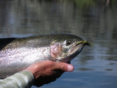 Hungry fall rainbow.